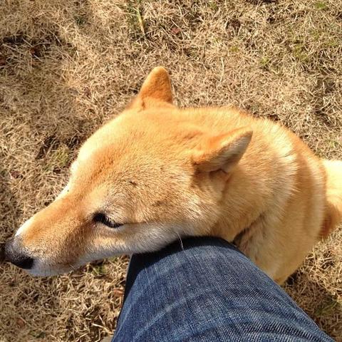 a random shiba from shibes.lol