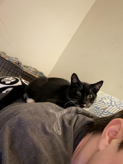 A 6-month-old tuxie kitten in loaf form on a reclining human’s back.